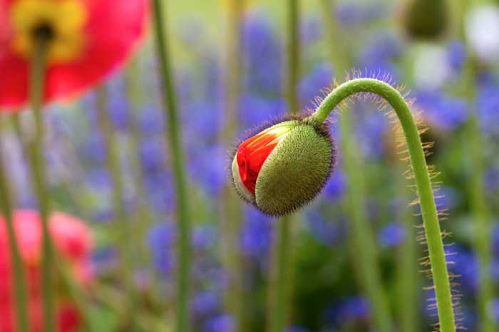 mohn1